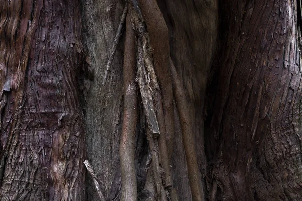 Una Textura Madera Cedro Foto Alta Calidad Numazu Distrito Heda — Foto de Stock