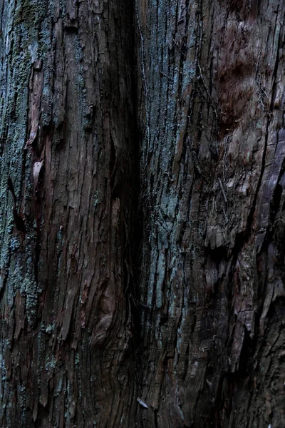 Wooden Texture Cedar Tree High Quality Photo Numazu District Heda — Photo