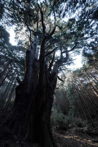 A Japanese big cedar tree in the mysterious forest daytime. High quality photo. Numazu district Heda Shizuoka Japan 02.03.2022