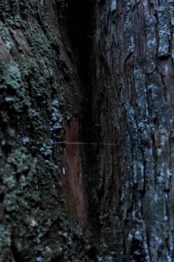 Sedir ağacının ahşap dokusu. Yüksek kalite fotoğraf. Numazu bölgesi Heda Shizuoka Japonya 02.03.2022 