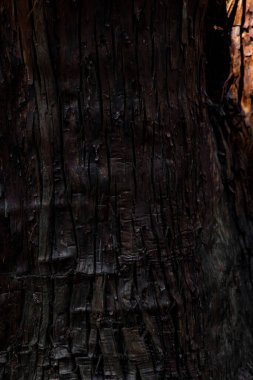 Sedir ağacının ahşap dokusu. Yüksek kalite fotoğraf. Numazu bölgesi Heda Shizuoka Japonya 02.03.2022 