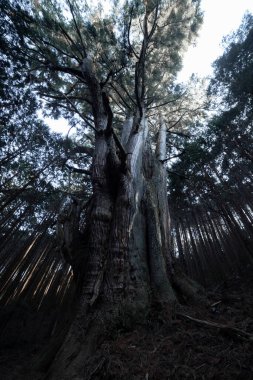 Gizemli bir ormanda, büyük bir Japon sedir ağacı. Yüksek kalite fotoğraf. Numazu bölgesi Heda Shizuoka Japonya 02.03.2022 