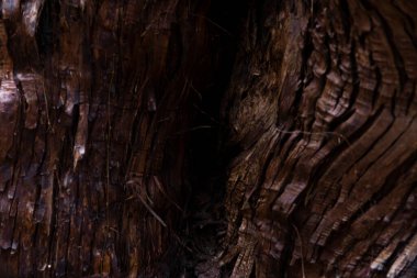 Sedir ağacının ahşap dokusu. Yüksek kalite fotoğraf. Numazu bölgesi Heda Shizuoka Japonya 02.03.2022 