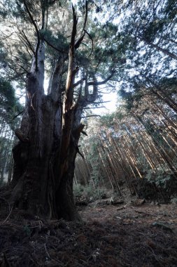 Gizemli bir ormanda, büyük bir Japon sedir ağacı. Yüksek kalite fotoğraf. Numazu bölgesi Heda Shizuoka Japonya 02.03.2022 