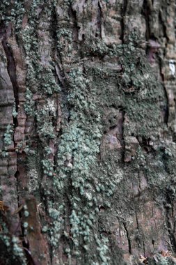 Sedir ağacının ahşap dokusu. Yüksek kalite fotoğraf. Numazu bölgesi Heda Shizuoka Japonya 02.03.2022 