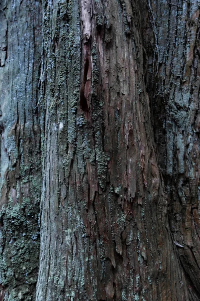 Wooden Texture Cedar Tree High Quality Photo Numazu District Heda —  Fotos de Stock
