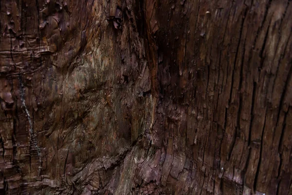 Wooden Texture Cedar Tree High Quality Photo Numazu District Heda — Fotografia de Stock