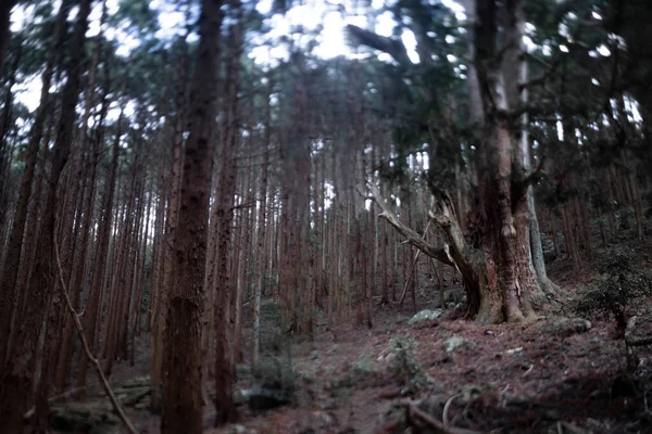 Japońskie Wielkie Drzewo Cedrowe Tajemniczym Lesie Dzień Wysokiej Jakości Zdjęcie — Zdjęcie stockowe