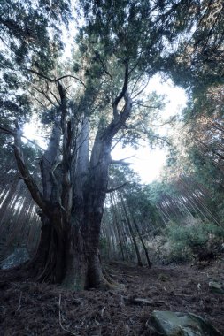 Gizemli bir ormanda, büyük bir Japon sedir ağacı. Yüksek kalite fotoğraf. Numazu bölgesi Heda Shizuoka Japonya 02.03.2022 