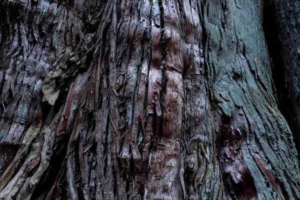 Wooden Texture Cedar Tree High Quality Photo Numazu District Heda — ストック写真