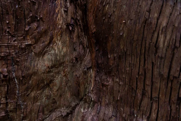 Una Textura Madera Cedro Foto Alta Calidad Numazu Distrito Heda —  Fotos de Stock