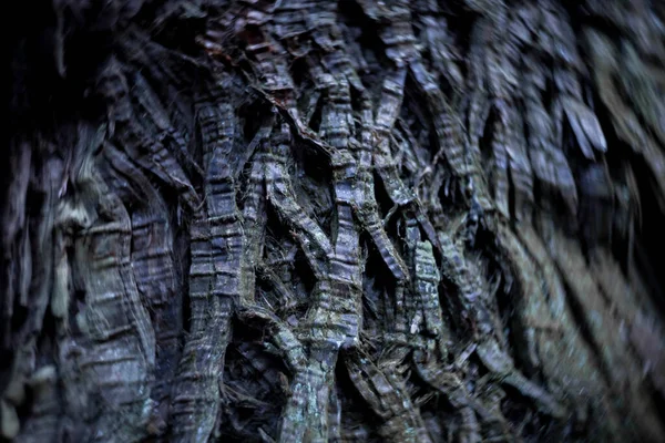 Wooden Texture Cedar Tree High Quality Photo Numazu District Heda — Stockfoto
