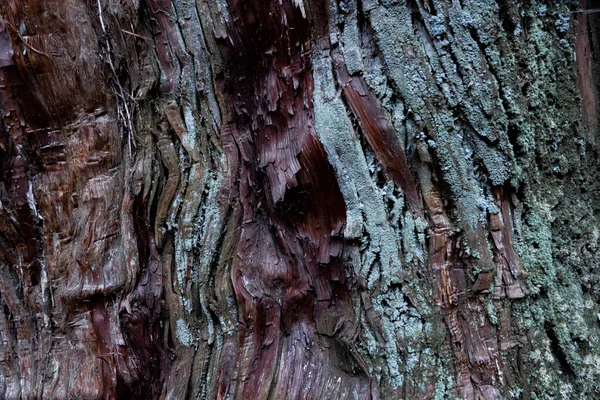 Wooden Texture Cedar Tree High Quality Photo Numazu District Heda — Photo