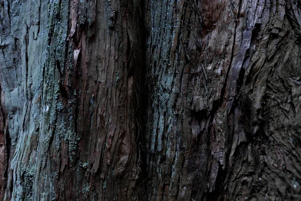 Uma Textura Madeira Cedro Foto Alta Qualidade Distrito Numazu Heda — Fotografia de Stock