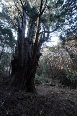 Gizemli bir ormanda, büyük bir Japon sedir ağacı. Yüksek kalite fotoğraf. Numazu bölgesi Heda Shizuoka Japonya 02.03.2022 
