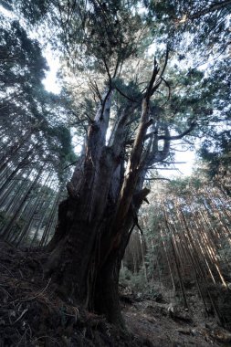 Gizemli bir ormanda, büyük bir Japon sedir ağacı. Yüksek kalite fotoğraf. Numazu bölgesi Heda Shizuoka Japonya 02.03.2022 