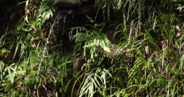 A slow motion of water fall in Setagaya Tokyo in summer close up. High quality 4k footage. Setagaya district Todoroki Tokyo Japan 08.02.2022. It is called Fudou water fall in Todoroki keikoku.