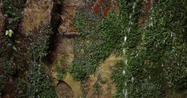A slow motion of water fall in Setagaya Tokyo in summer close up. High quality 4k footage. Setagaya district Todoroki Tokyo Japan 08.02.2022. It is called Fudou water fall in Todoroki keikoku.