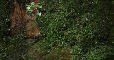 A slow motion of water fall in Setagaya Tokyo in summer close up. High quality 4k footage. Setagaya district Todoroki Tokyo Japan 08.02.2022. It is called Fudou water fall in Todoroki keikoku.