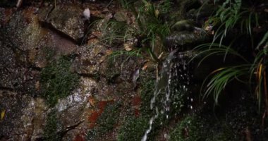 A slow motion of water fall in Setagaya Tokyo in summer close up. High quality 4k footage. Setagaya district Todoroki Tokyo Japan 08.02.2022. It is called Fudou water fall in Todoroki keikoku.