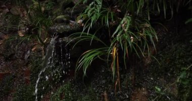 A slow motion of water fall in Setagaya Tokyo in summer close up. High quality 4k footage. Setagaya district Todoroki Tokyo Japan 08.02.2022. It is called Fudou water fall in Todoroki keikoku.