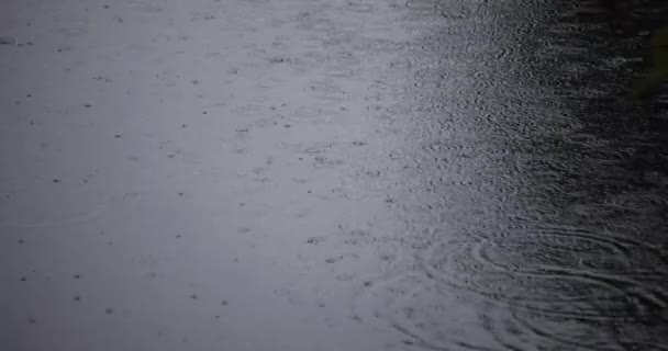 池の雨の日は水溜りの動きが遅い 高品質4K映像 練馬区石神井東京都08 2022 — ストック動画