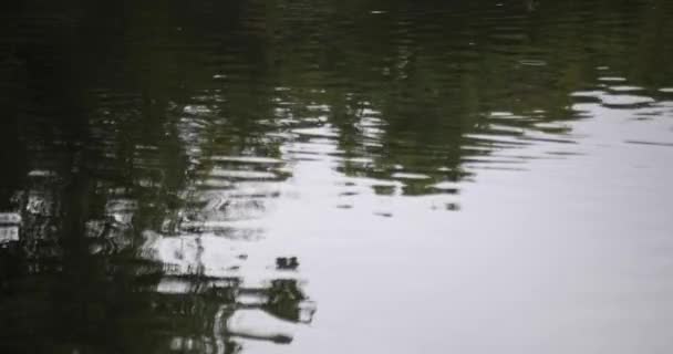 Movimento Lento Poça Dia Chuvoso Lagoa Imagens Alta Qualidade Distrito — Vídeo de Stock