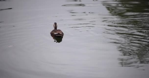 Movimento Lento Pato Fluindo Dia Chuvoso Lagoa Imagens Alta Qualidade — Vídeo de Stock