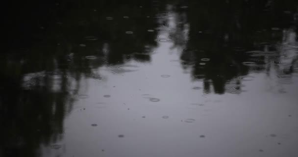 池の雨の日は水溜りの動きが遅い 高品質4K映像 練馬区石神井東京都08 2022 — ストック動画