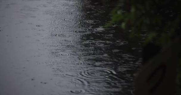 Powolny Ruch Kałuży Deszczowy Dzień Stawu Wysokiej Jakości Materiał Dystrykt — Wideo stockowe