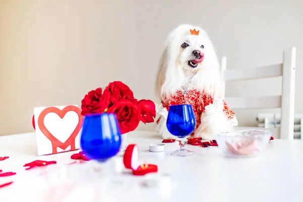 Maltés bichon frise perros son la celebración del Día de San Valentín citas en el estado de ánimo romántico kirchen — Foto de Stock