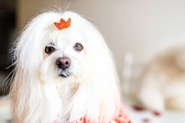 Glamour zoete kleine vrouwelijke hond in bruidegom spa salon op zoek naar camera — Stockfoto