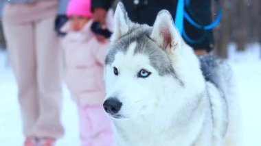 Üçlü grup halinde melez bir aile yeni yıl tatillerini köpekleri ile parkta geçiriyorlar.