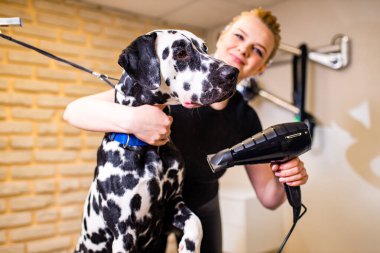 Mutlu bir yüzü olan pozitif bir dişi ve dalmaçyalı köpeği kaplıcada tatmin oluyor. Evcil hayvanlar ve insanlar