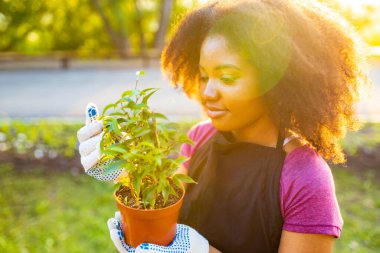 Brezilya 'lı bir kadın, serin afro kıvırcık saçlı baharda gün batımında bahçede saç stili yapar.