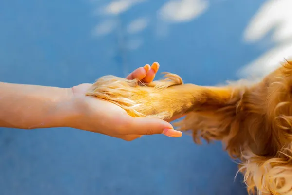Aperto de mão entre mulher e bonito cocker americano cachorro ao ar livre — Fotografia de Stock