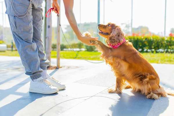 Makyajlı ve kıvırcık saçlı güzel bir ırk kadını. Güneşli bir günde altın renkli Amerikan Cocker köpeğiyle mutlu zamanlar geçiriyor.