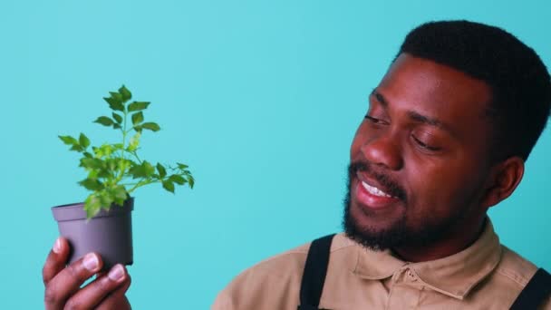 Mieszane rasy kwiaciarnia mężczyzna w czarny fartuch dbanie o kwiaty niebieski tło — Wideo stockowe