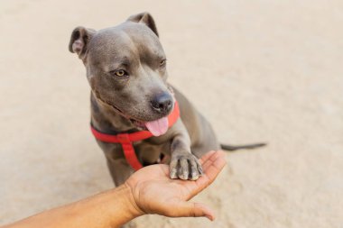 Gözlüklü neşeli melez adam, Osity Park 'ta köpeğiyle oynuyor.