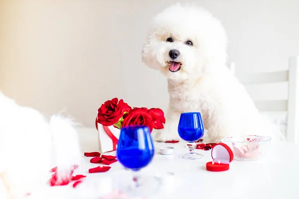 Maltese bichon frise honden zijn Valentijnsdag viering dateren in de kirchen romantische stemming — Stockfoto