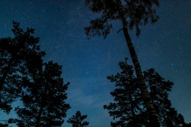 Yıldızlı ve ağaçlı gece gökyüzü manzarası
