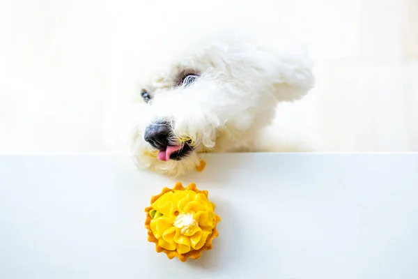Perro blanco tratando de comer panqueque amarillo con crema de la mesa copyspace — Foto de Stock