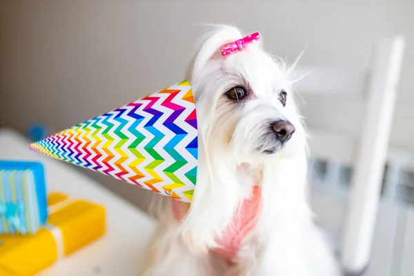 Küçük beyaz köpek doğum gününü gün ışığında kutluyor. — Stok fotoğraf