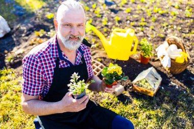 Baharın ilk baharında bahçeye çiçek eken kıdemli bir adam.