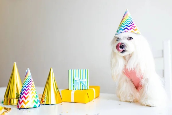 Liten vit hund fest födelsedag i dagsljus kirchen — Stockfoto