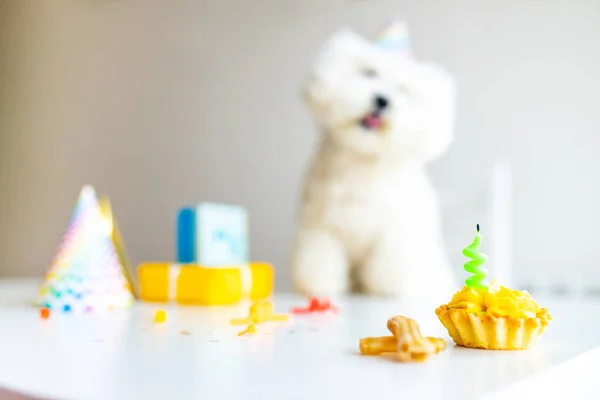 Μικρό λευκό σκυλί γιορτάζει γενέθλια στο φως της ημέρας kirchen — Φωτογραφία Αρχείου