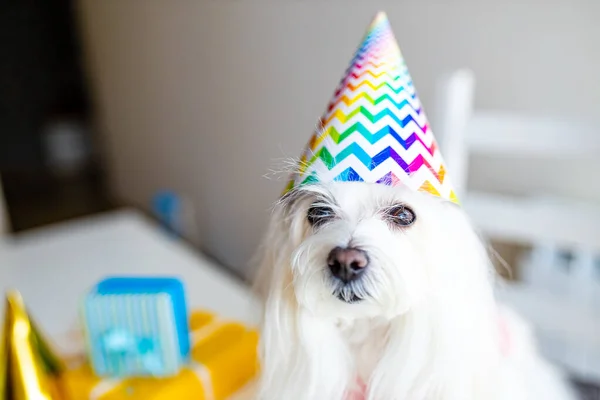 Kleine witte hond viering verjaardag bij daglicht kirchen — Stockfoto