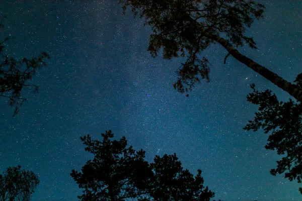 Bottom view of night sky with stars and treetops — Stock Photo, Image