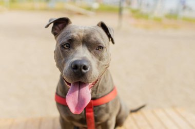 Kırmızı şapkalı ve güneş gözlüklü bir adam, köpeğini, sity Park 'ın arka planında, köpek gezdirme alanında eğitiyor. .