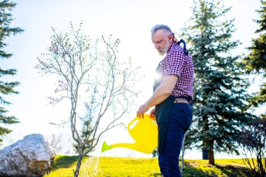 Gri sakallı ve saçı olan yaşlı beyaz bir adam güneşli bir günde bahçesindeki ağaç ağacını suluyor..